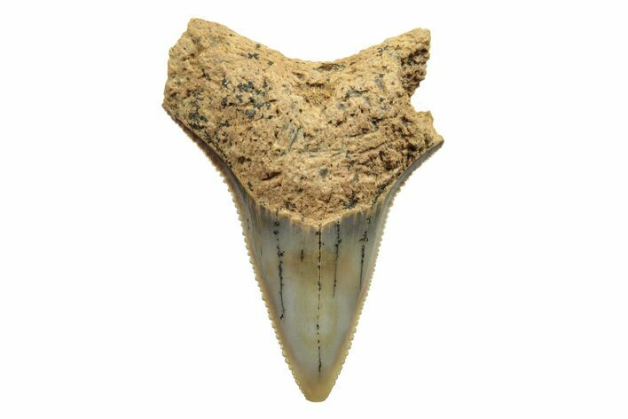 Fossil Bull Shark Tooth (Carcharhinus) - Unusual Location #259490